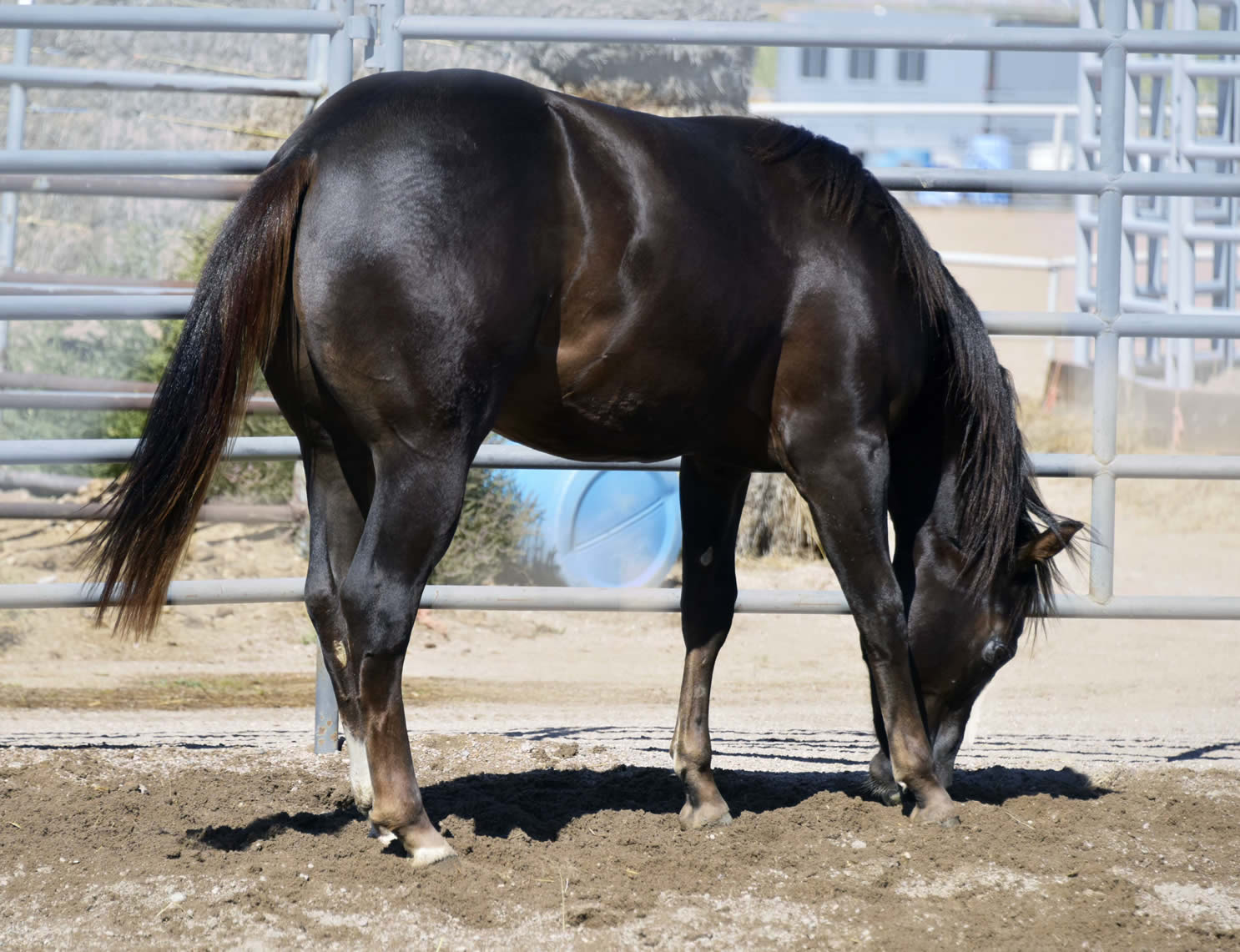 Gun a Be a Tuff 2022 - AQHA Liver Chesnut Stallion by Heavy Duty Chex